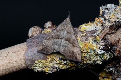 607 Brunstreckat näbbfly - Hypena proboscidalis