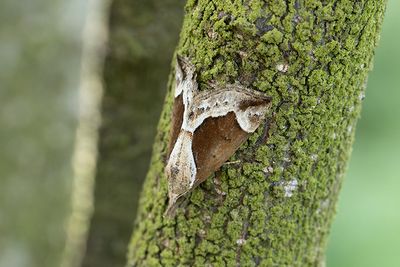 608 Källfly - Hypena crassalis