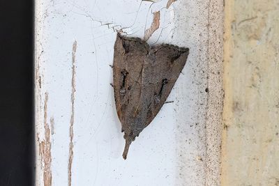 609 Humlenäbbfly - Hypena rostralis