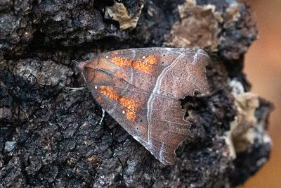 617 Flikfly - Scoliopteryx libatrix