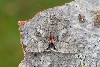 620 Vinkelbandat ordensfly - Catocala nupta