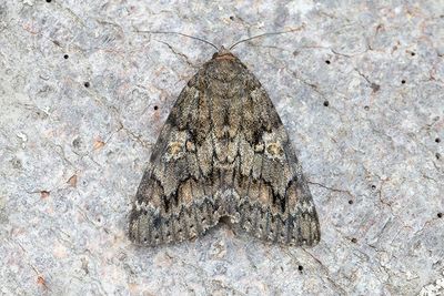 623 Vågbandat ordensfly - Catocala sponsa