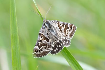 632 Vitbrokigt slåtterfly - Euclidia mi
