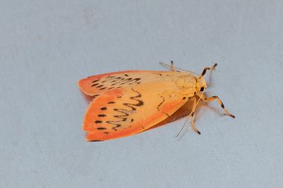 636 Rosenvinge - Miltochrista miliata
