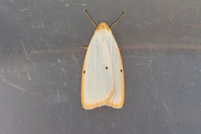 637 Vit borstspinnare - Cybosia mesomella