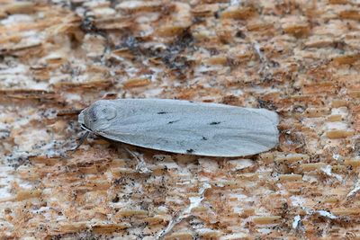 638 Punktlavspinnare - Pelosia muscerda