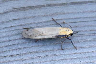 641 Kungslavspinnare - Lithosia quadra