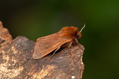 653 Rostvinge - Phragmatobia fuliginosa