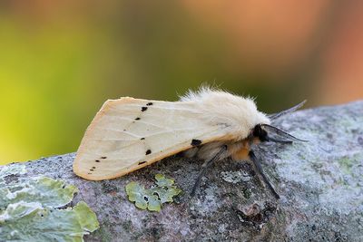658 Gul tigerspinnare - Spilosoma luteum