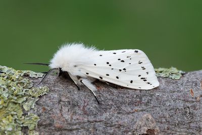 659 Prickig tigerspinnare - Spilosoma lubricipedum