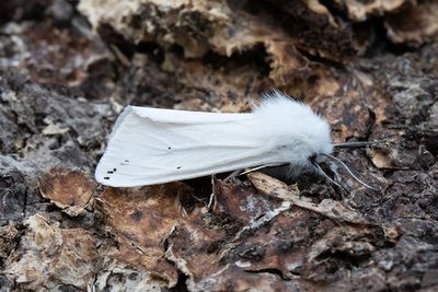 660 Vit tigerspinnare - Spilosoma urticae