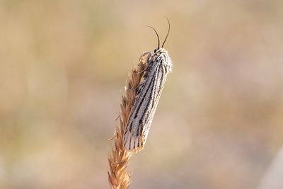 668 Streckhedspinnare - Spiris striata