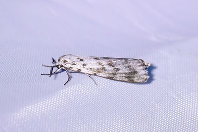 669 Punkthedspinnare - Coscinia cribraria