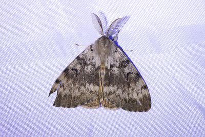 673 Lövskogsnunna - Lymantria dispar