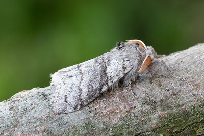 679 Bokspinnare - Calliteara pudibunda