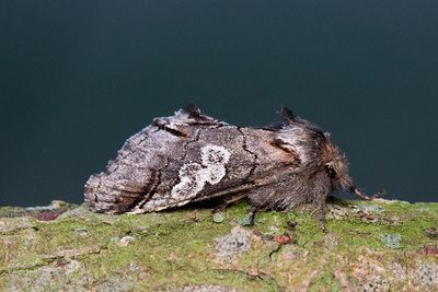 688 Blåhuva - Diloba caeruleocephala