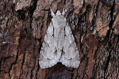 693 Psiaftonfly - Acronicta psi