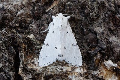 695 Vitt aftonfly - Acronicta leporina