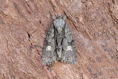 697 Streckaftonfly - Acronicta strigosa