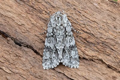 699 Grått aftonfly - Acronicta auricoma