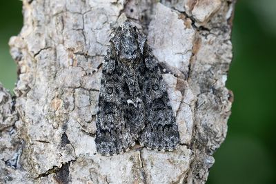 701 Syraftonfly - Acronicta rumicis