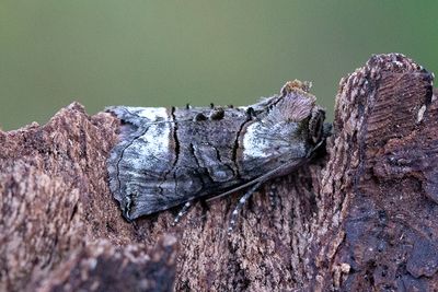 704 Grönvitt nässlfly - Abrostola tripartita