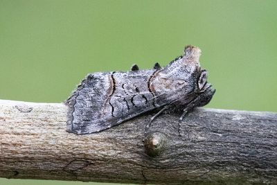 705 Tulkörtsfly - Abrostola asclepiadis