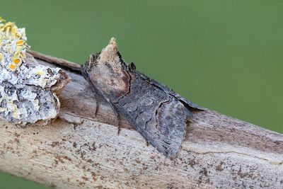 706 Brungult nässelfly - Abrostola triplasia