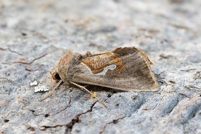 709 Droppmetallfly - Macdunnougha confusa