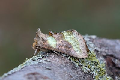 711 Grönglänsande metallfly - Diachrysia chrysitis