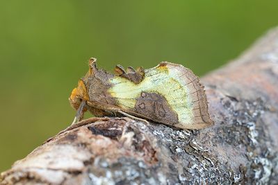 712 Mittfältsdelat metallfly - Diachrysia stenochrysis
