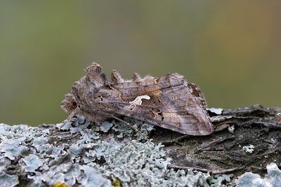 715 Gammafly - Autographa gamma