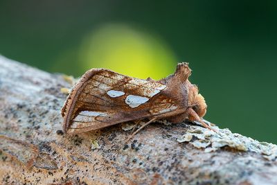 Moths