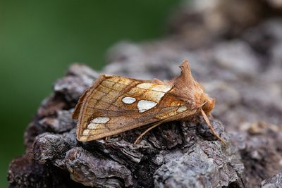 729 Sumpmetallfly - Plusia putnami