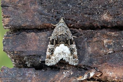 730 Vitfläckat glansfly - Deltote pygarga