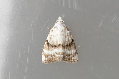 735 Vit trågspinnare - Meganola albula