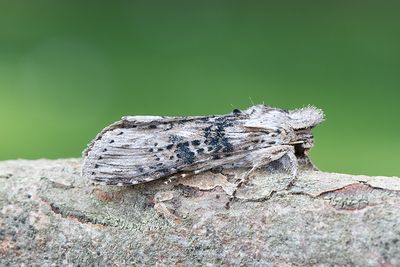 753 Absintkapuschongfly - Cucullia absinthii
