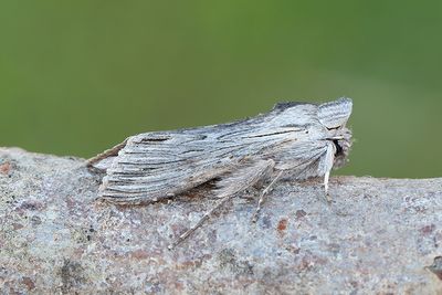 757 Kamomillkapuschongfly - Cucullia chamomillae