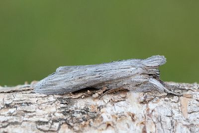 758 Skuggkapuschongfly - Cucullia umbratica
