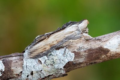 766 Grågult kapuschongfly - Cucullia lychnitis