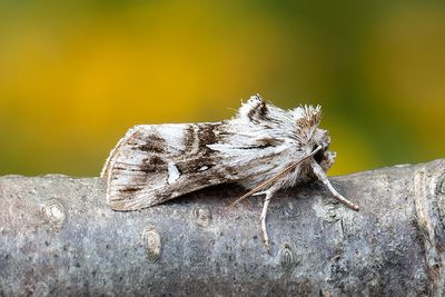 767 Gulsporrefly - Calophasia lunula