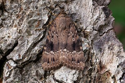 772 Pyramidbuskfly - Amphipyra pyramidea