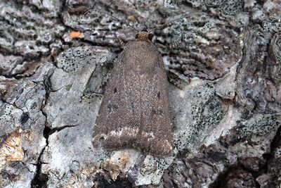 775 Treprickigt buskfly - Amphipyra tragopoginis