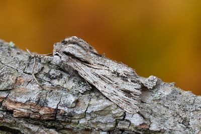777 Hösttaggfly - Asteroscopus sphinx
