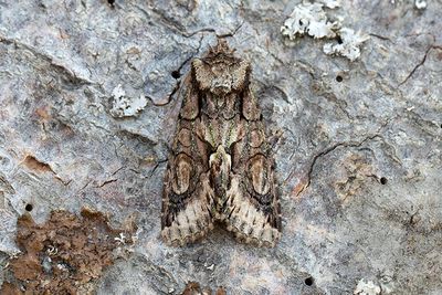 779 Hagtornsfly - Allophyes oxyacanthae