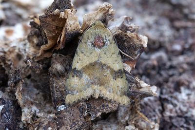 781 Kardväddsknölfly - Heliothis viriplaca