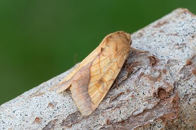 785 Guldfly - Pyrrhia umbra