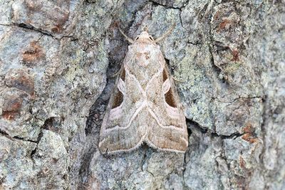 786 Jungfrufly - Eucarta virgo