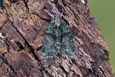 788 Grönt lavfly - Cryphia algae