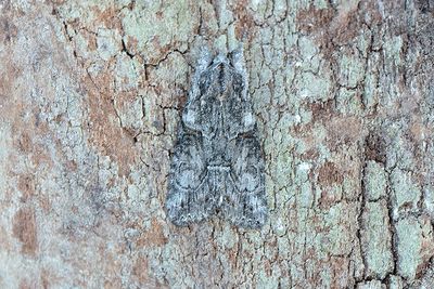 790 Askgrått lavfly - Bryophila raptricula